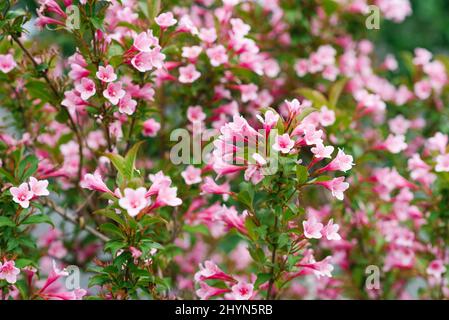 Délicate fleurs de weigela rose au printemps dans le jardin Banque D'Images