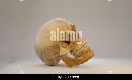 Image Real Human Skull 3D - image tridimensionnelle d'un crâne humain. Image de rendu de la vue arrière 3D. Le crâne est isolé sur un fond blanc Banque D'Images