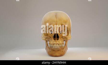 Image Real Human Skull 3D - image tridimensionnelle d'un crâne humain. Image de rendu de la vue arrière 3D. Le crâne est isolé sur un fond blanc Banque D'Images