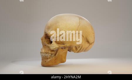 Image Real Human Skull 3D - image tridimensionnelle d'un crâne humain. Image de rendu de la vue arrière 3D. Le crâne est isolé sur un fond blanc Banque D'Images