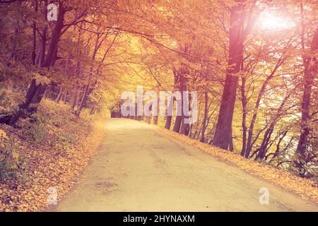 Route asphaltée en forêt. Ukraine, Europe. Le monde de la beauté. Filtre de style rétro. Effet de tonalité Instagram. Banque D'Images