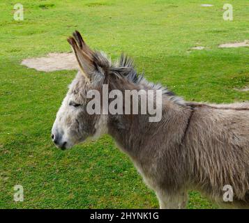 Un âne mignon et moelleux reposant sur un pré vert sur l'île de Mainau en Allemagne Banque D'Images