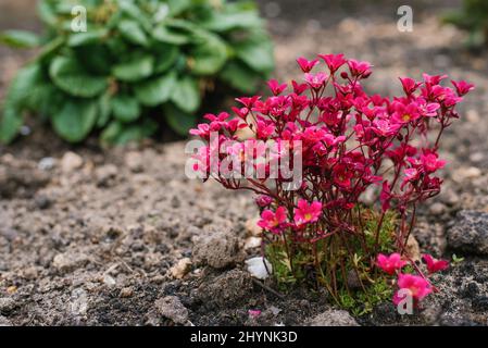 Saxifraga rouge vif fleurit au printemps dans le jardin en gros plan Banque D'Images