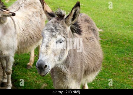 Un âne mignon et moelleux reposant sur un pré vert sur l'île de Mainau en Allemagne Banque D'Images