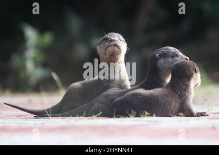 Singapour. 15th mars 2022. Des petits de loutres sauvages à revêtement lisse de la famille Bishan sont vus dans le bassin de Kallang, à Singapour, le 15 mars 2022. Crédit: Puis Chih Wey/Xinhua/Alay Live News Banque D'Images
