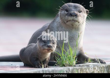 Singapour. 15th mars 2022. Des loutres sauvages à revêtement lisse de la famille Bishan sont vus dans le bassin de Kallang, à Singapour, le 15 mars 2022. Crédit: Puis Chih Wey/Xinhua/Alay Live News Banque D'Images