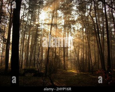 Heure d'or dans la forêt polonaise avec des puits de lumière traversant la canopée, près de Varsovie Banque D'Images