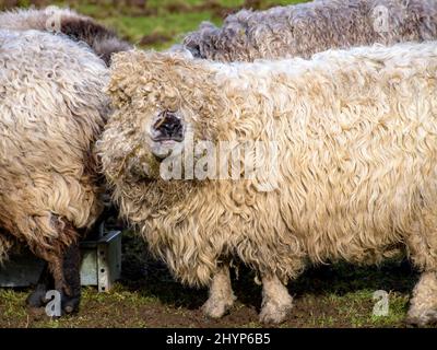 Un groupe de moutons laineux paissent dans une prairie verdoyante. Sourire heureux sur un joli visage, avec une mise au point nette. Banque D'Images