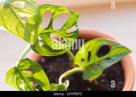 Les feuilles de gros plan de la plante de masque de singe monstère dans le pot de fleur illuminé par la lumière du soleil. Monstera obliqua ou Monstera adansonii. Concept de soin de la maison Banque D'Images