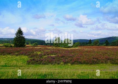 Zone de protection du paysage Neuer Hagen dans le Sauerland Banque D'Images