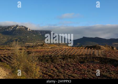 26/10/21 soleil du matin sur les vignobles, Rivas de Tereso (la Rioja), Espagne. Photo de James Sturcke | sturcke.org Banque D'Images