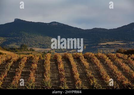 26/10/21 soleil du matin sur les vignobles, Rivas de Tereso (la Rioja), Espagne. Photo de James Sturcke | sturcke.org Banque D'Images