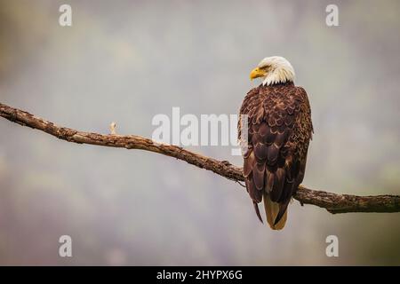 Gros plan vertical d'un aigle à tête blanche vu de derrière, perché sur une branche d'un arbre Banque D'Images