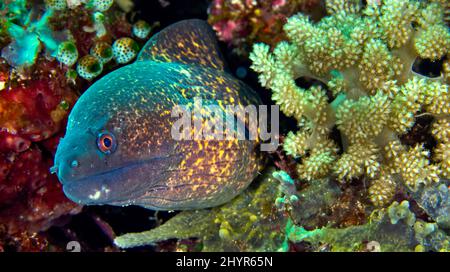 Giant Moray, Moray Eel, Gymnothorax javanicus, Coral Reef, Bunaken National Marine Park, Bunaken, North Sulawesi, Indonésie, Asie Banque D'Images