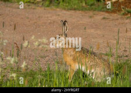 Portrait d'un lièvre brun sauvage, ou lièvre européen, Lepus europaeus, assis dans un champ herbacé. Photo de haute qualité Banque D'Images