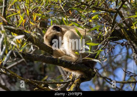 Une femelle singe hurleur noir (Alouatta caraya) dormant sur une branche épaisse d'un arbre Banque D'Images