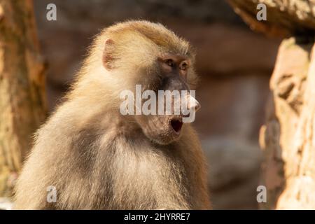 Babouin de Hamadryas (Papio hamadryas) Un babouin de Hamadryas adulte avec un fond naturel Banque D'Images