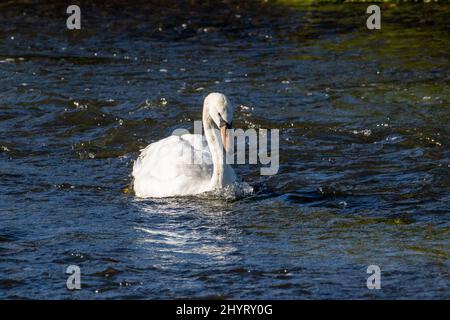 Mute Swan (Cygnus olor) nageant dans un ruisseau et isolé sur un fond naturel sombre Banque D'Images