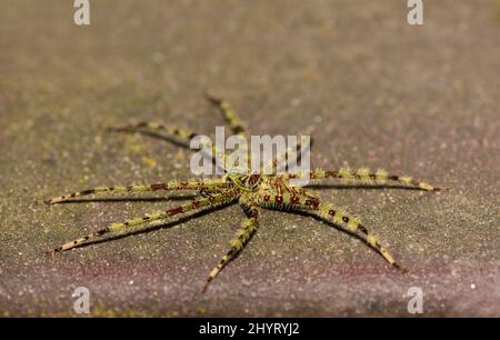 Lichen Huntsman Spider, (Heteropoda boiei) à Taman Negara, Malaisie Banque D'Images