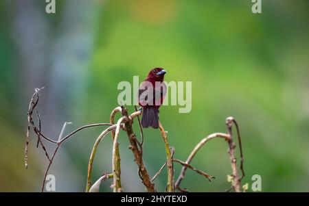 Rouge vif, Tanager argenté, Ramphocelus carbo, regardant l'appareil photo perché sur des branches sèches avec un arrière-plan vert flou. Banque D'Images