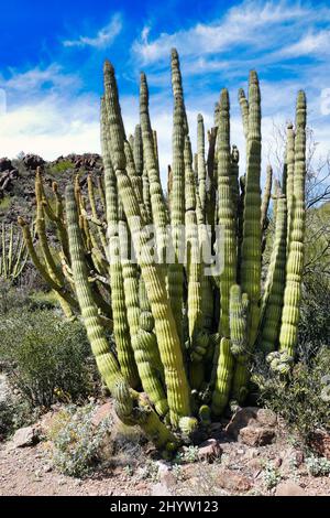 Organpipe cactus (Lemaireocereus thurberi) dans Organ Pipe Cactus National Monument, sud de l'Arizona, États-Unis Banque D'Images