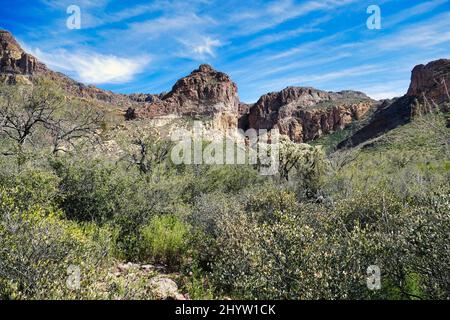 Végétation désertique avec une énorme corolle à l'embouchure de l'Estes Canyon, Ajo Mountains, Organ Pipe Cactus National Monument, sud de l'Arizona, États-Unis Banque D'Images