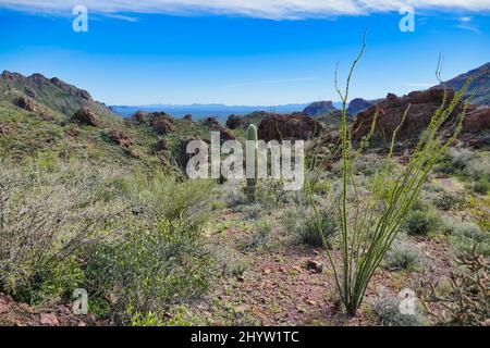 Vue sur la vallée de Sonoyta vers le Mexique, depuis Bull Pasture dans les montagnes Ajo, Organ Pipe Cactus National Monument, sud de l'Arizona, États-Unis Banque D'Images