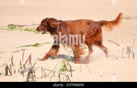 Vue latérale d'un Setter irlandais rouge marchant sur le sable Banque D'Images