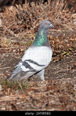 Portrait d'un pigeon de roche commun, ou pigeon de parc, fourrageant sur le sol dans le centre de l'Oregon. Banque D'Images