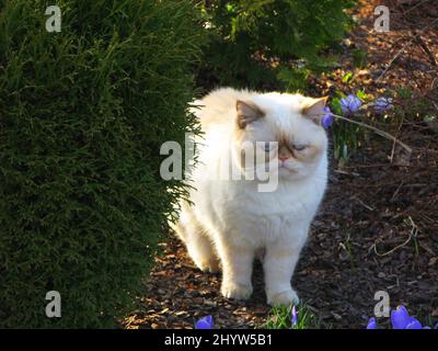 Gros plan du chat himalayan dans le jardin avec des lumières solaires dessus Banque D'Images