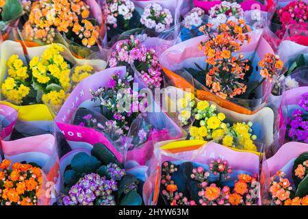 Side, Turquie – février 20 2022 : fleurs colorées en vitrine Banque D'Images