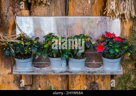Side, Turquie – février 20 2022 : différentes fleurs en pots en vitrine Banque D'Images