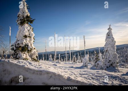 Paysage enneigé sur la pente de Dreisessel en hiver, Bavarian Forest, Allemagne - République Tchèque Banque D'Images