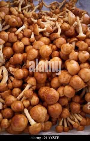 Les champignons de Forest Nameko appellent parfois le champignon « Butterscotch ». Les Japonais l’appellent “le champignon mince” et l’utilisent dans la soupe miso. Banque D'Images