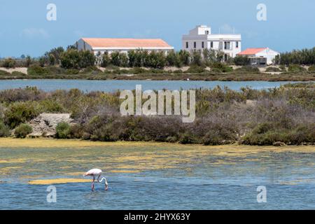 Vue sur les marécages du Delta del Ebro avec un flamant rose et le musée MónNatura Delta de l'Ebre en arrière-plan. Banque D'Images