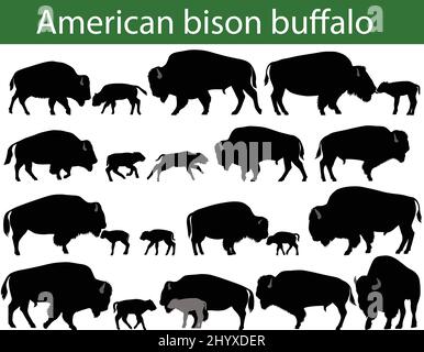 Collection de silhouettes de bison américain, ou buffle Illustration de Vecteur