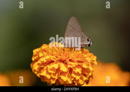 Deudorx epijarbas papillon assis appréciant le nectar de la fleur de marigold. Banque D'Images