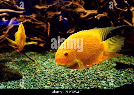 peu de poissons perroquets d'or plongées dans l'aquarium Banque D'Images