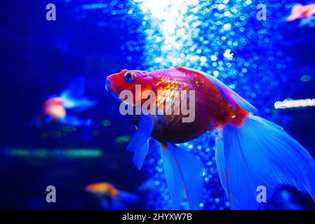 le ryuikin de poisson doré plonge sous l'eau dans l'aquarium sur fond bleu Banque D'Images