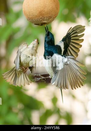 Femme House Sparrow et homme Oriental Magpie Robin planant en plein air pour attraper le ver à viande Banque D'Images