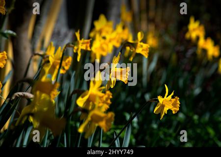 Jonquilles dans le jardin des photographes Thaxted Essex UK 15 mars 2022 Banque D'Images