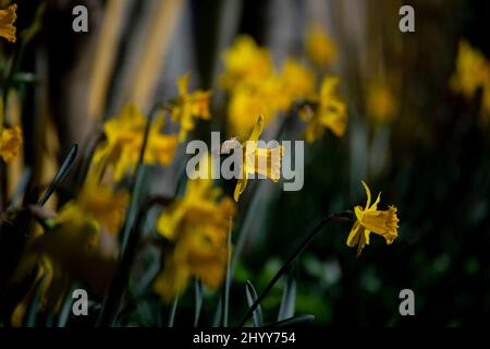 Jonquilles dans le jardin des photographes Thaxted Essex UK 15 mars 2022 Banque D'Images