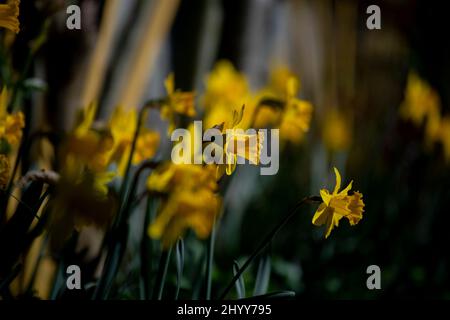 Jonquilles dans le jardin des photographes Thaxted Essex UK 15 mars 2022 Banque D'Images