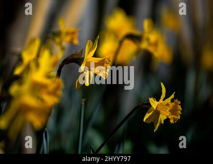 Jonquilles dans le jardin des photographes Thaxted Essex UK 15 mars 2022 Banque D'Images