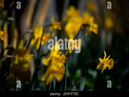 Jonquilles dans le jardin des photographes Thaxted Essex UK 15 mars 2022 Banque D'Images