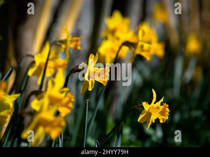 Jonquilles dans le jardin des photographes Thaxted Essex UK 15 mars 2022 Banque D'Images