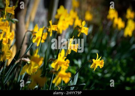 Jonquilles dans le jardin des photographes Thaxted Essex UK 15 mars 2022 Banque D'Images