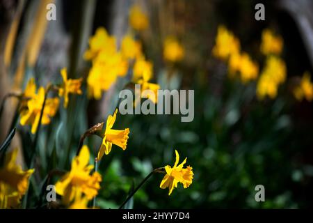 Jonquilles dans le jardin des photographes Thaxted Essex UK 15 mars 2022 Banque D'Images