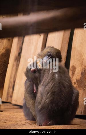Gros plan de petits singes qui s'embrasent Banque D'Images