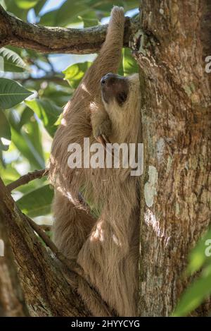Plan vertical d'un sloth suspendu sur l'arbre Banque D'Images